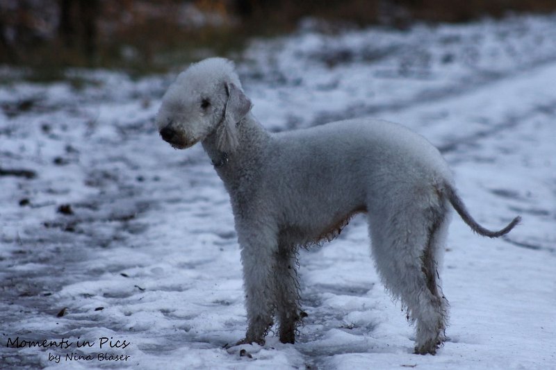 Airis Blue Volshebny Svet 2009-12-26 (21).JPG